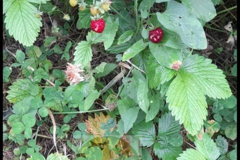 Helårsgrund i Cupello, Chieti, Cupello - € 55.000 | Ref: TA43 - foto 16