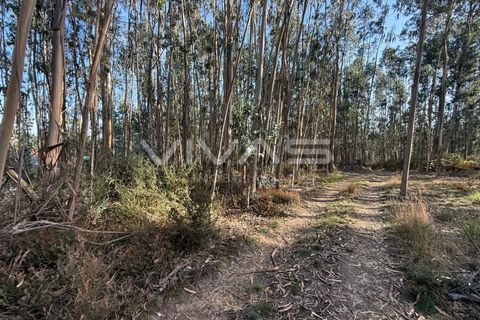 Helårsgrund i Ponte de Lima, Viana do Castelo, Ponte de Lima - € 14.900 | Ref: 01-3744 - foto 4