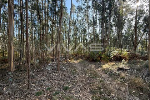 Helårsgrund i Ponte de Lima, Viana do Castelo, Ponte de Lima - € 14.900 | Ref: 01-3744 - foto 6