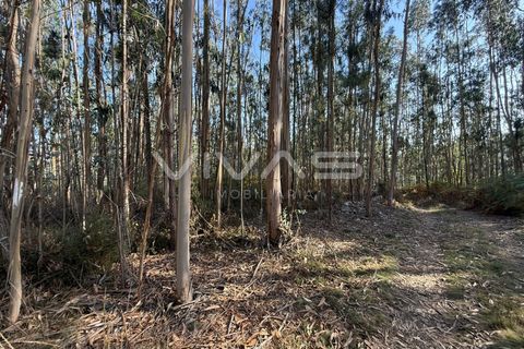 Helårsgrund i Ponte de Lima, Viana do Castelo, Ponte de Lima - € 14.900 | Ref: 01-3744 - foto 7