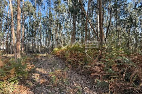 Helårsgrund i Ponte de Lima, Viana do Castelo, Ponte de Lima - € 14.900 | Ref: 01-3744 - foto 8