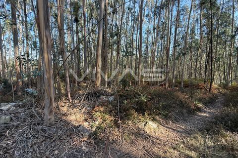 Helårsgrund i Ponte de Lima, Viana do Castelo, Ponte de Lima - € 14.900 | Ref: 01-3744 - foto 9