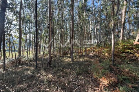 Helårsgrund i Ponte de Lima, Viana do Castelo, Ponte de Lima - € 14.900 | Ref: 01-3744 - foto 10