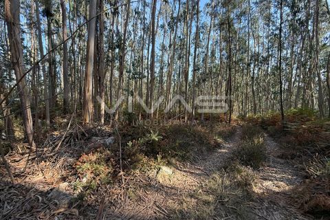 Helårsgrund i Ponte de Lima, Viana do Castelo, Ponte de Lima - € 14.900 | Ref: 01-3744 - foto 11