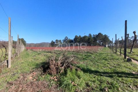 Helårsgrund i Amares, Braga, Amares - € 69.900 | Ref: ZMPT573451 - foto 2