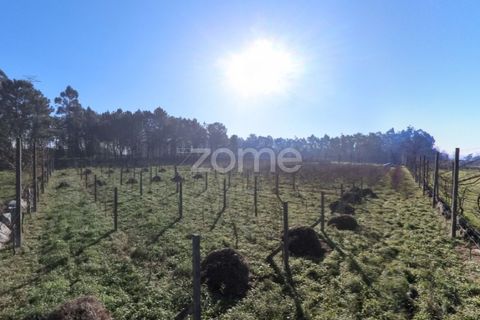 Helårsgrund i Amares, Braga, Amares - € 69.900 | Ref: ZMPT573451 - foto 3