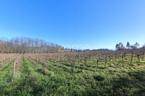 Helårsgrund i Amares, Braga, Amares - € 69.900 | Ref: ZMPT573451 - foto 15