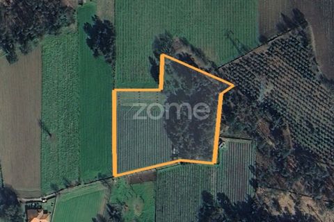 Helårsgrund i Amares, Braga, Amares - € 69.900 | Ref: ZMPT573451 - foto 17