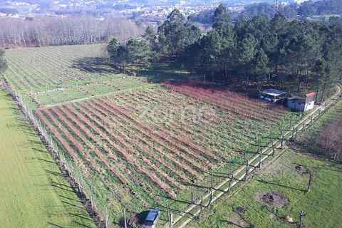 Helårsgrund i Amares, Braga, Amares - € 69.900 | Ref: ZMPT573451 - foto 16