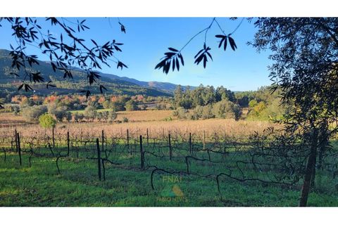 Villa i Ponte de Lima, Viana do Castelo, Ponte de Lima - € 398.000 | Ref: PTL-019-009 - foto 19