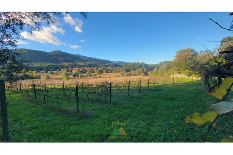 Villa i Ponte de Lima, Viana do Castelo, Ponte de Lima - € 398.000 | Ref: PTL-019-009 - foto 21