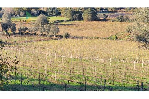 Villa i Ponte de Lima, Viana do Castelo, Ponte de Lima - € 398.000 | Ref: PTL-019-009 - foto 26