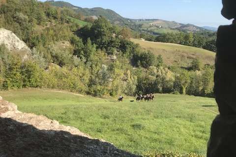 Farm hus i Carpineti, Reggio Emilia, Carpineti - € 100.000 | Ref: IER36035-751131 - foto 13