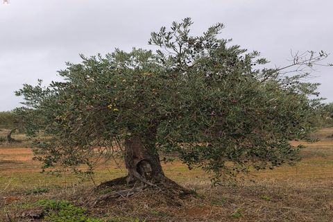 Helårsgrund i Elvas, Portalegre, Elvas - € 12.000 | Ref: SÒL_163 - foto 1