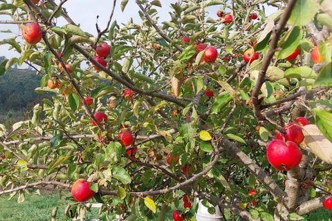 Helårsgrund i Arganil, Coimbra, Arganil - € 32.500 | Ref: 689 - foto 8