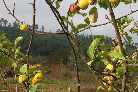 Helårsgrund i Arganil, Coimbra, Arganil - € 32.500 | Ref: 689 - foto 9
