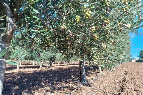 Villa en Yecla, Murcia, Yecla - € 210.000 | Ref: 41073-PB - photo 15