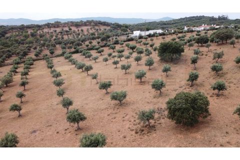 Landejendom i Estremoz, Evora, Estremoz - € 1.200.000 | Ref: P4860 - foto 7