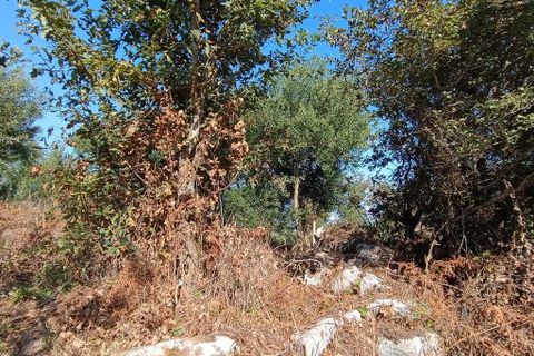 Helårsgrund i Caminha, Viana do Castelo, Caminha - € 50.000 | Ref: 713132 - foto 11
