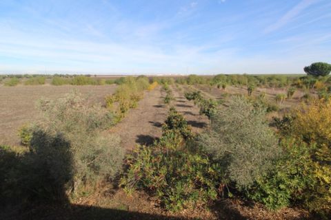 Farm i Beja, Beja, Beja - € 295.000 | Ref: 2087 - foto 2