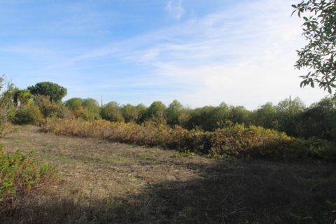 Farm i Beja, Beja, Beja - € 295.000 | Ref: 2087 - foto 4