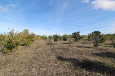 Farm i Beja, Beja, Beja - € 295.000 | Ref: 2087 - foto 37