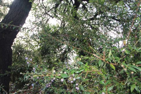 Farm i Beja, Beja, Beja - € 295.000 | Ref: 2087 - foto 38