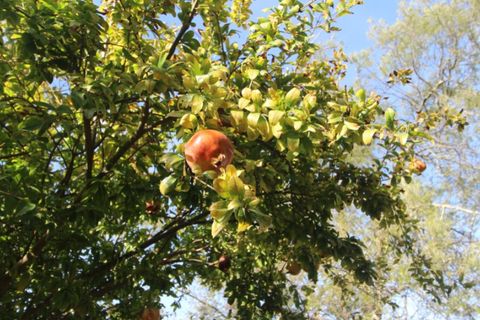 Farm i Beja, Beja, Beja - € 295.000 | Ref: 2087 - foto 41