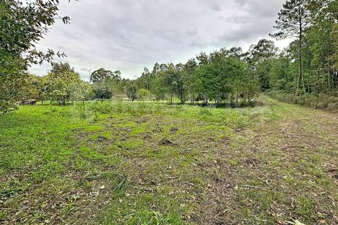 Terra a Ganfei, Viana do Castelo, Ganfei - € 49.000 | Ref: 2742 - foto 5