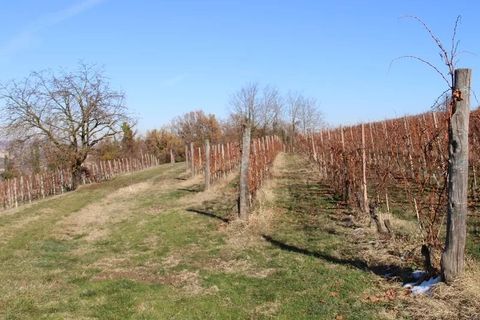 Landejendom i Dogliani, Cuneo, Dogliani - € 195.000 | Ref: DGL245 - foto 21