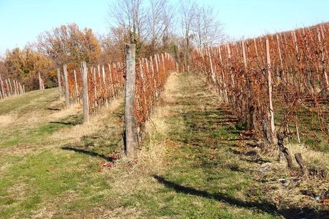 Landejendom i Dogliani, Cuneo, Dogliani - € 195.000 | Ref: DGL245 - foto 22