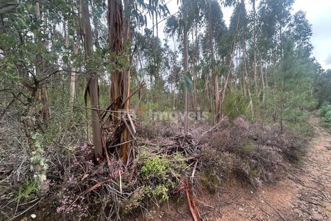 Helårsgrund i Tomar, Santarem, Tomar - € 39.000 | Ref: 01826-25 - foto 2