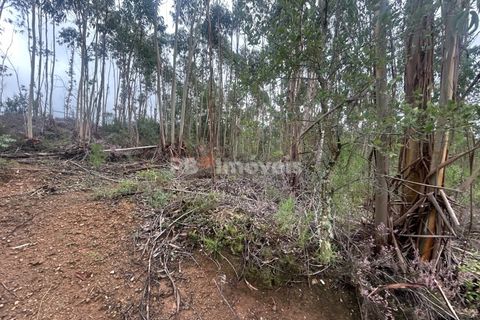 Helårsgrund i Tomar, Santarem, Tomar - € 39.000 | Ref: 01826-25 - foto 1