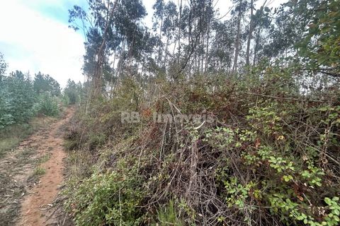 Helårsgrund i Tomar, Santarem, Tomar - € 39.000 | Ref: 01826-25 - foto 5