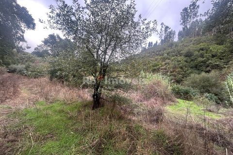 Helårsgrund i Tomar, Santarem, Tomar - € 39.000 | Ref: 01826-25 - foto 8