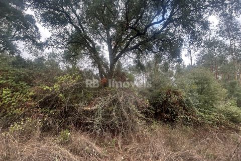 Helårsgrund i Tomar, Santarem, Tomar - € 39.000 | Ref: 01826-25 - foto 9