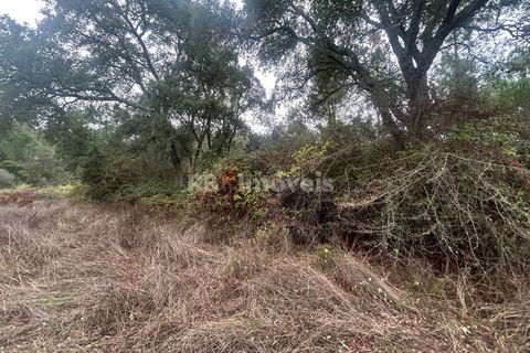 Helårsgrund i Tomar, Santarem, Tomar - € 39.000 | Ref: 01826-25 - foto 10