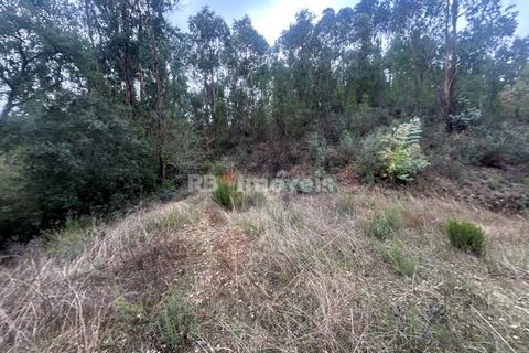 Helårsgrund i Tomar, Santarem, Tomar - € 39.000 | Ref: 01826-25 - foto 12