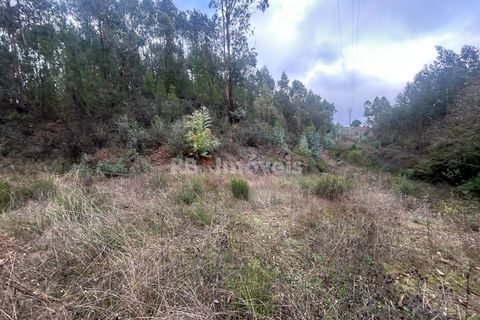 Helårsgrund i Tomar, Santarem, Tomar - € 39.000 | Ref: 01826-25 - foto 13