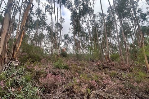 Helårsgrund i Tomar, Santarem, Tomar - € 39.000 | Ref: 01826-25 - foto 15