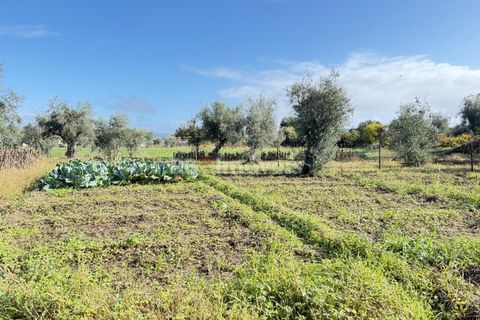 Tomt i Abrantes, Santarem, Abrantes - € 9 500 | Ref: 01817-25 - foto 3