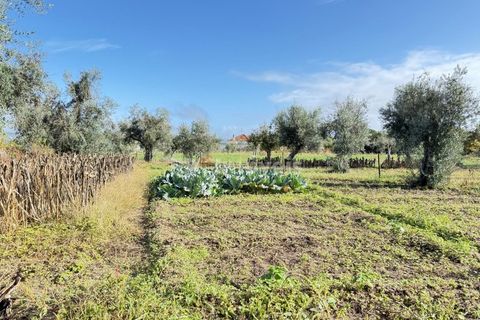 Tomt i Abrantes, Santarem, Abrantes - € 9 500 | Ref: 01817-25 - foto 4