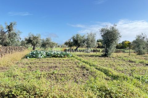 Tomt i Abrantes, Santarem, Abrantes - € 9 500 | Ref: 01817-25 - foto 5