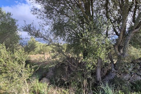 Terra a Costitx, Mallorca, Costitx - € 330.000 | Ref: 943 - foto 16