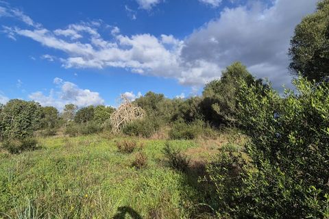 Terra a Costitx, Mallorca, Costitx - € 330.000 | Ref: 943 - foto 17