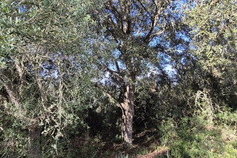 Terra a Costitx, Mallorca, Costitx - € 330.000 | Ref: 943 - foto 19