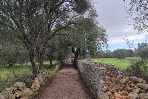 Terra a Costitx, Mallorca, Costitx - € 330.000 | Ref: 943 - foto 26