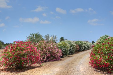 Landejendom i Els Llombards, Mallorca, Els Llombards - € 1.790.000 | Ref: 3093 - foto 25