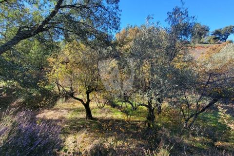 Helårsgrund i Fundao, Castelo Branco, Fundao - € 17.000 | Ref: H760 - foto 13