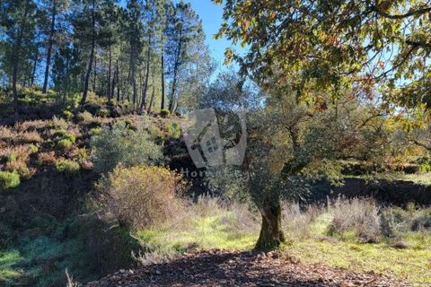 Helårsgrund i Fundao, Castelo Branco, Fundao - € 17.000 | Ref: H760 - foto 17